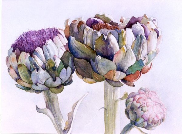 Ботаническая акварель артишок
