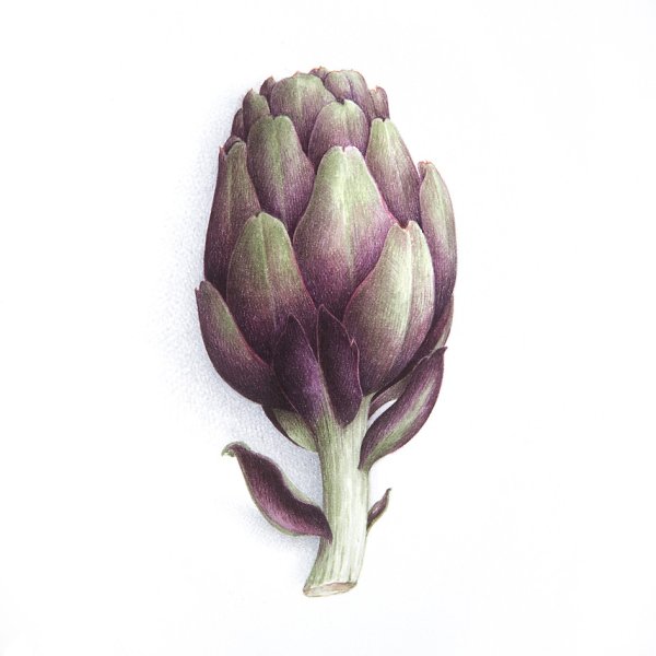 Ботаническая иллюстрация акварель артишок