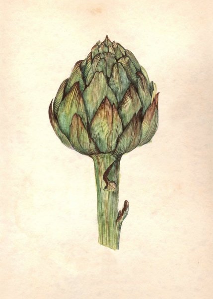 Артишок Ботаническая иллюстрация