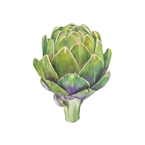Ботаника акварель артишок