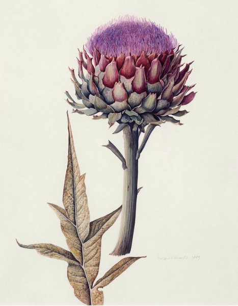 Ботаническая живопись чертополох