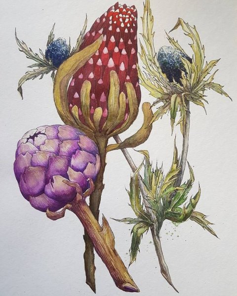 Ботаническая акварель артишок