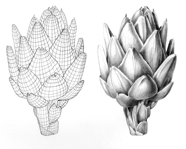 Артишок карандашом