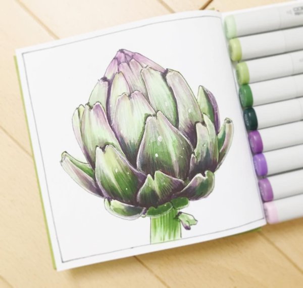 Артишок скетчинг