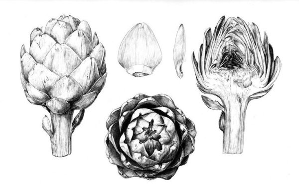 Артишок ботаника