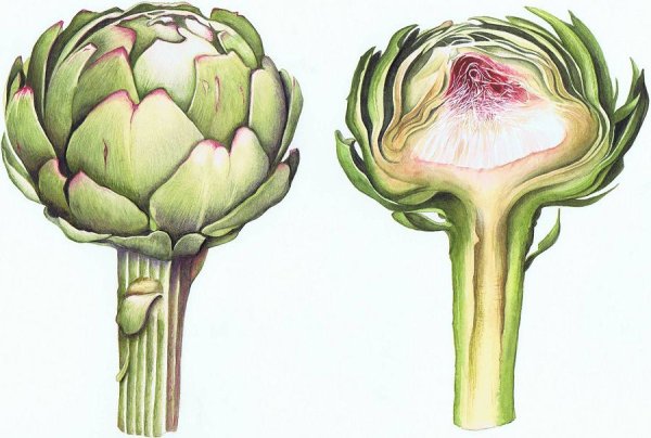 Ботаника акварель артишок