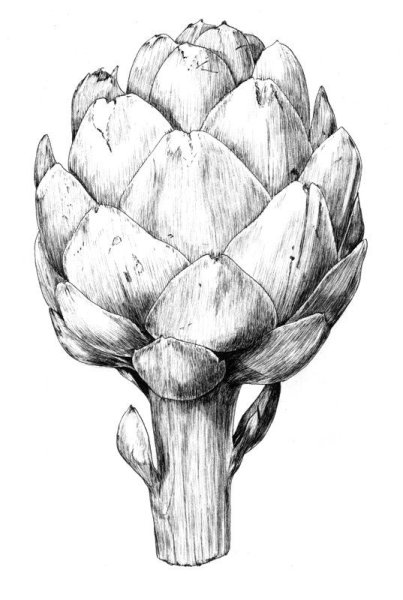 Артишок Ботанический скетч
