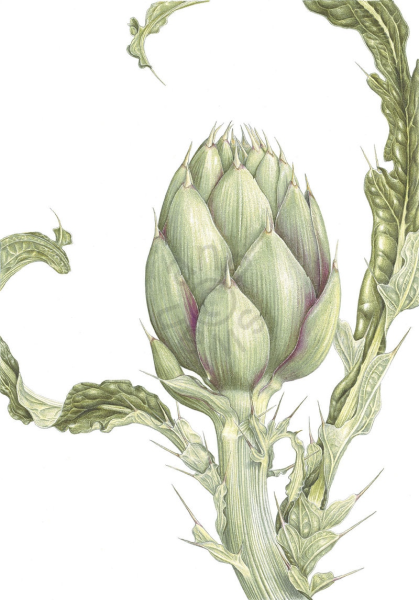 Энн Свон Ботанические иллюстрации