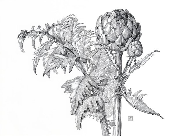 Артишок Ботанический скетч