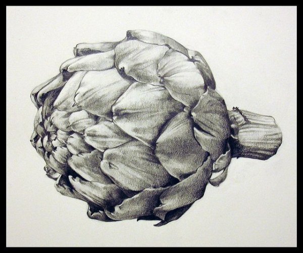 Артишок карандашом