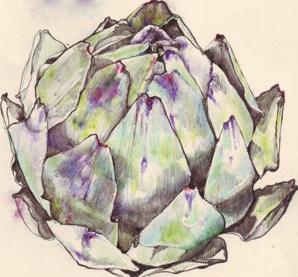 Ботаническая иллюстрация акварель артишок