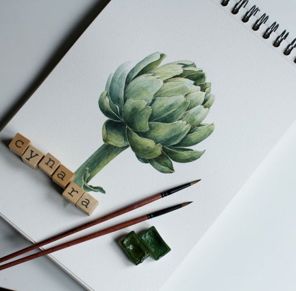 Ботаника акварель артишок