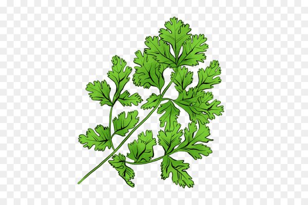 Петрушка кориандр укроп вектор