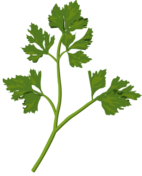 Петрушка parsley