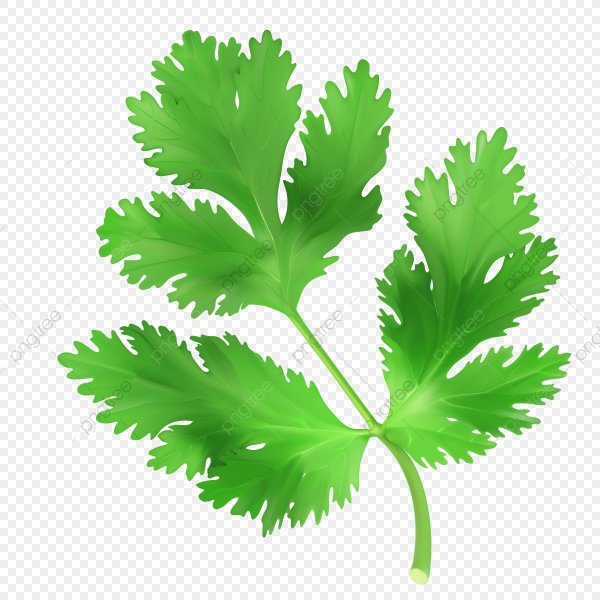 Coriander leaves Fresh
