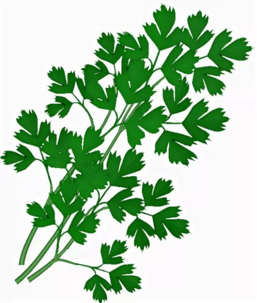 Петрушка картинка для детей