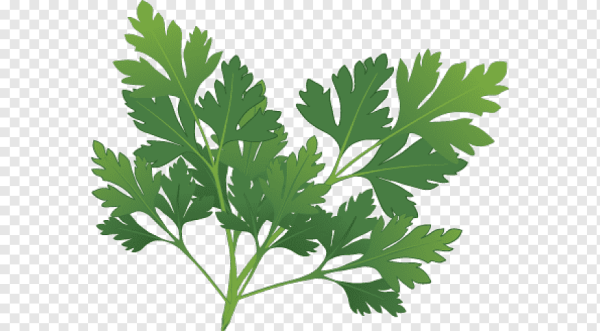 Петрушка укроп вектор
