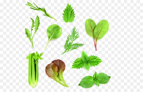 Зелень иллюстрация