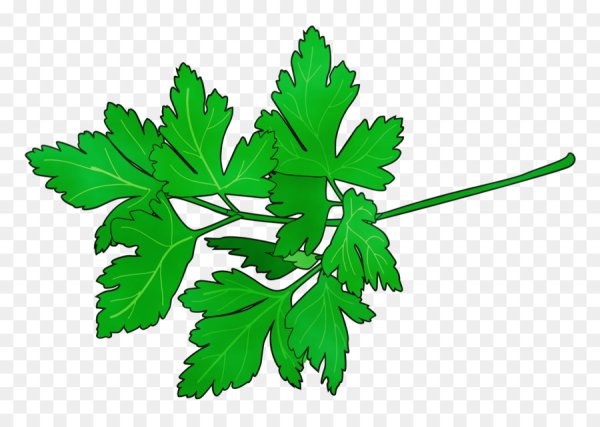 Петрушка вектор