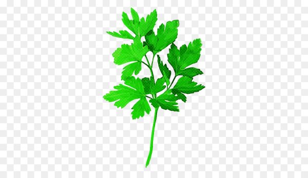 Петрушка кинза ветка