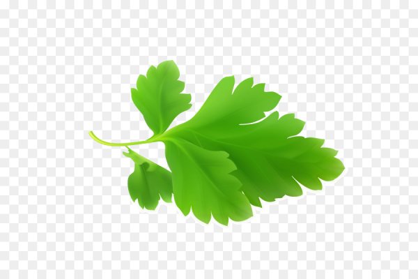 Листик петрушки вектор
