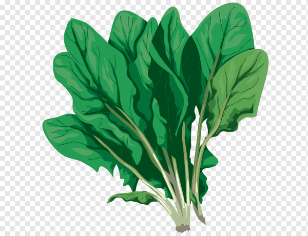 Щавель ботва