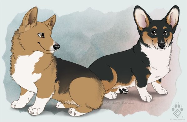 Вельш корги референс