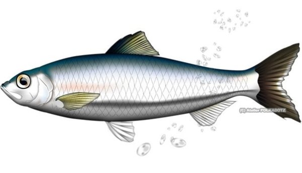 Селедка мультяшная