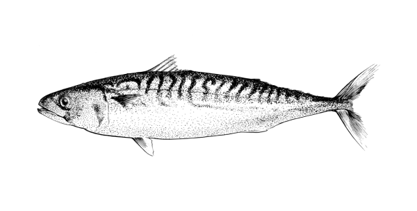Скумбрия рисунок