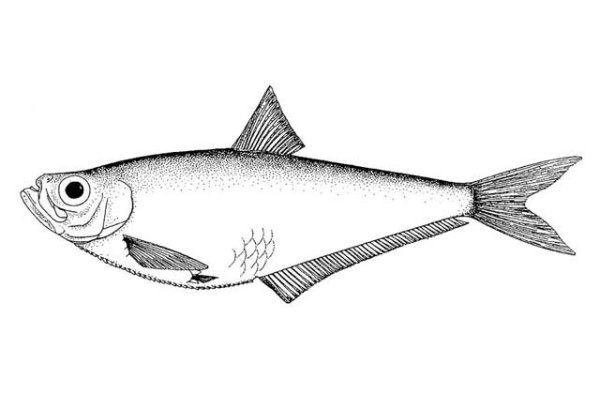 Селедка рисунок карандашом