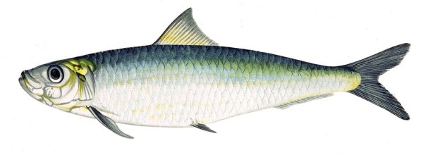 Сардина Sardina pilchardus