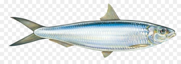 Сардинелла рыба