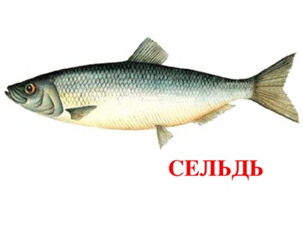 Сельдь иллюстрация