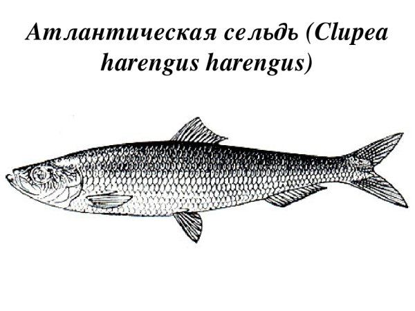 Атлантическая сельдь Clupea harengus