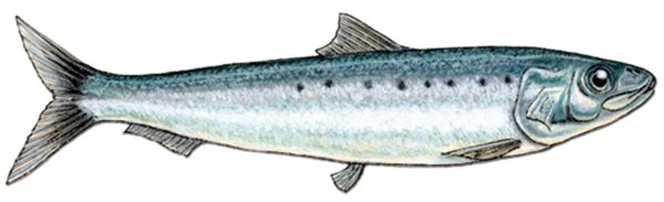 Селедка раскраска для детей