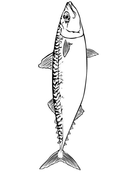 Сельдь для детей