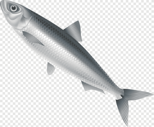 Сельдь рисунок