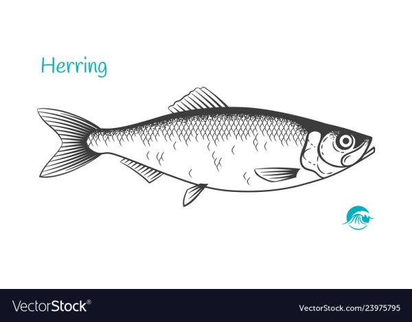 Сельдь раскраска для детей