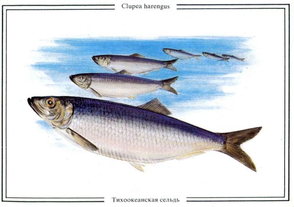 Сельдь раскраска