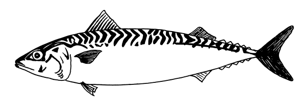 Sardinops melanostictus