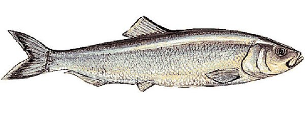 Селедка мультяшная