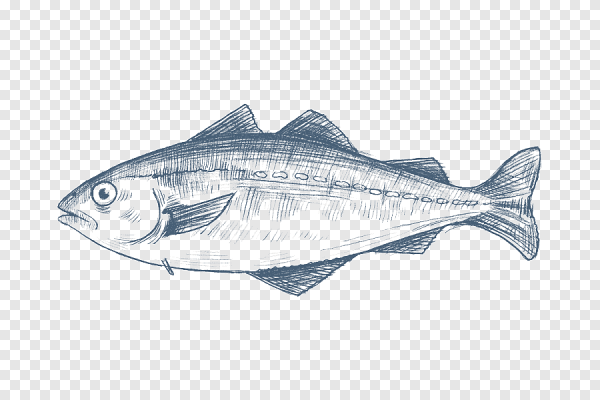 Скумбрия сельдь тунец