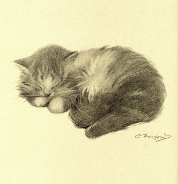 Кошка спит арт