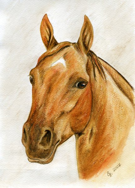 Рисование морды лошади