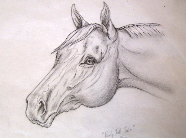 Голова лошади карандашом