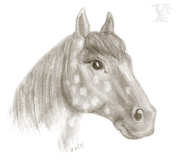 Лицо лошади рисунок