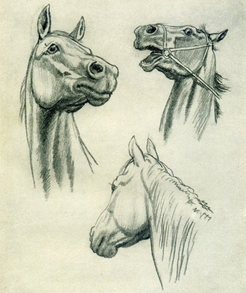 Голова лошади эскиз