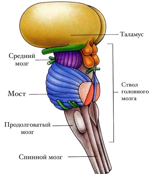 Анатомия ствола головного мозга и промежуточный мозг
