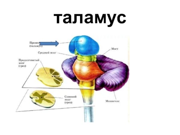 Промежуточный мозг строение таламус