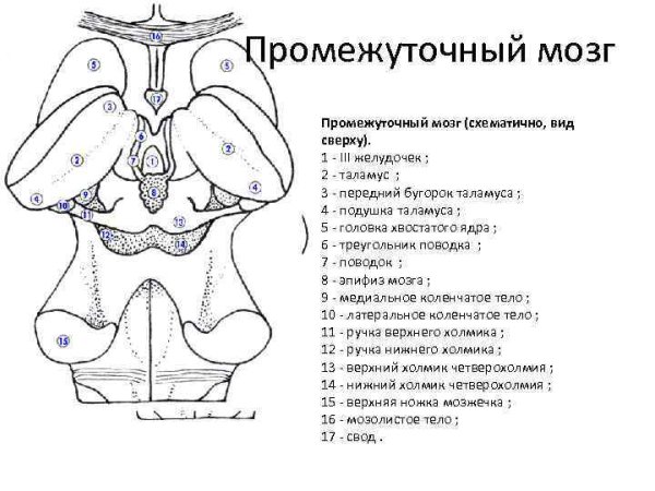 Желудочки промежуточного мозга